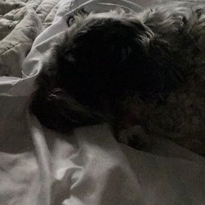 Meet your Posher, Alison